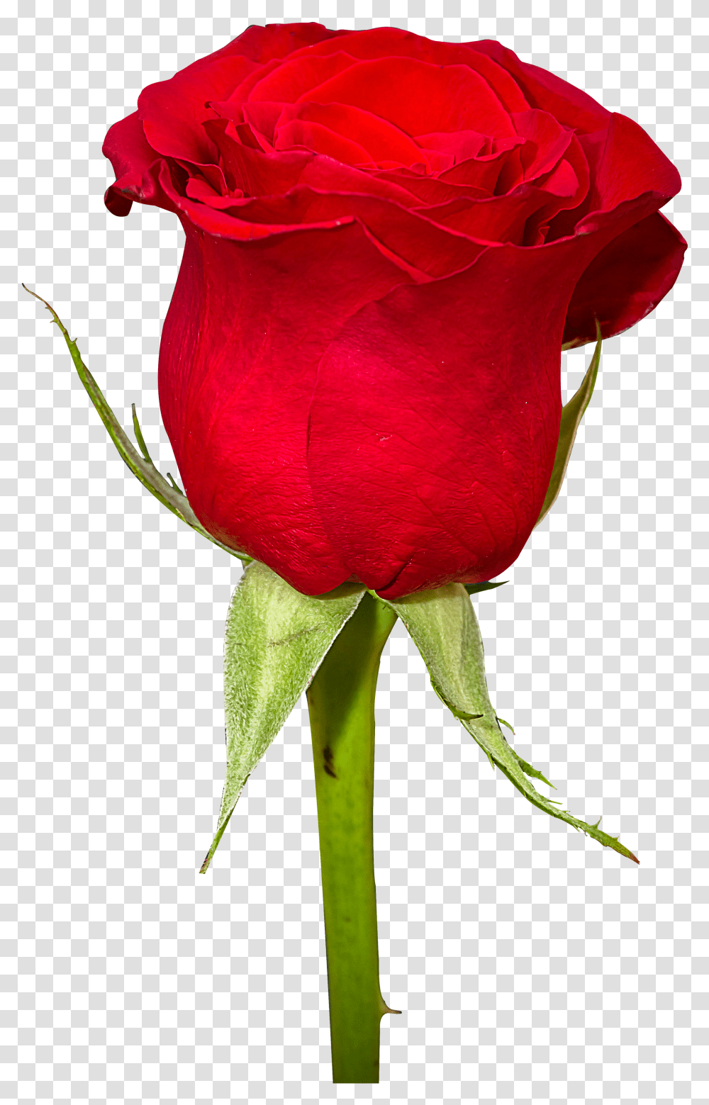 Red Roses For Women 39852 Free Icons And Backgrounds Rose Flowers Image Transparent Png