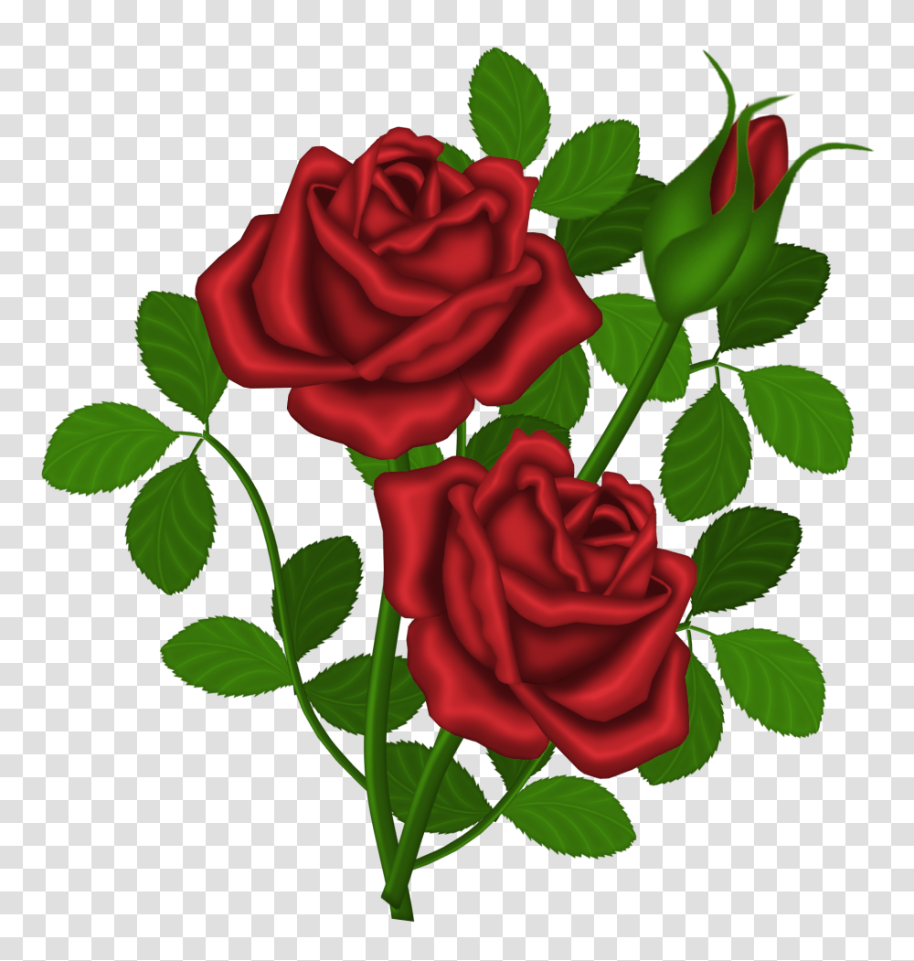 Red Roses Picture, Flower, Plant, Blossom, Petal Transparent Png