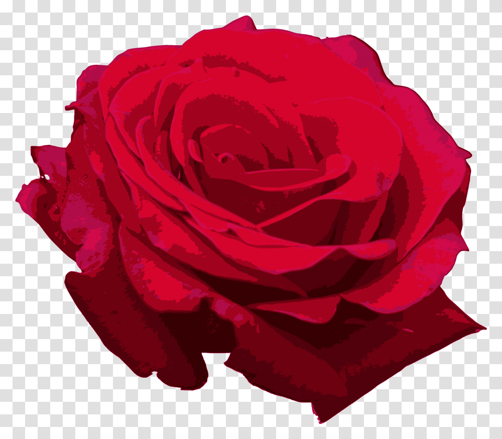 Red Roses Red Watercolor Rose, Flower, Plant, Blossom, Petal Transparent Png