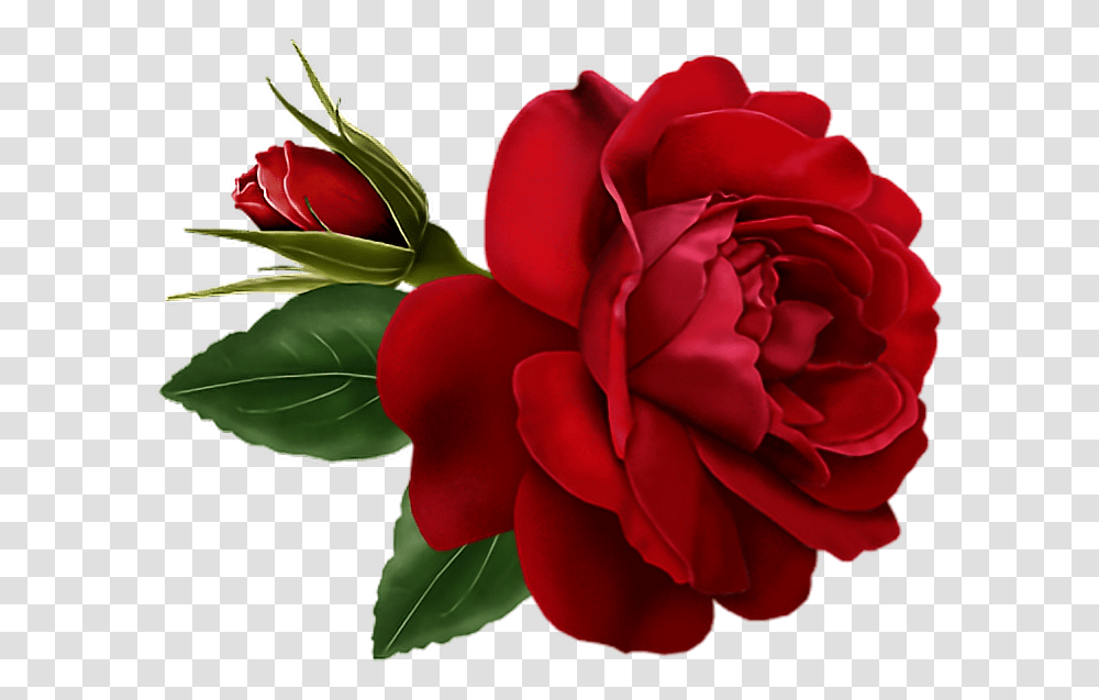 Red Roses Rosas Rojas Foryou Bemyvalentine Valentinesday Rose Flower Gif, Plant, Blossom, Petal, Peony Transparent Png