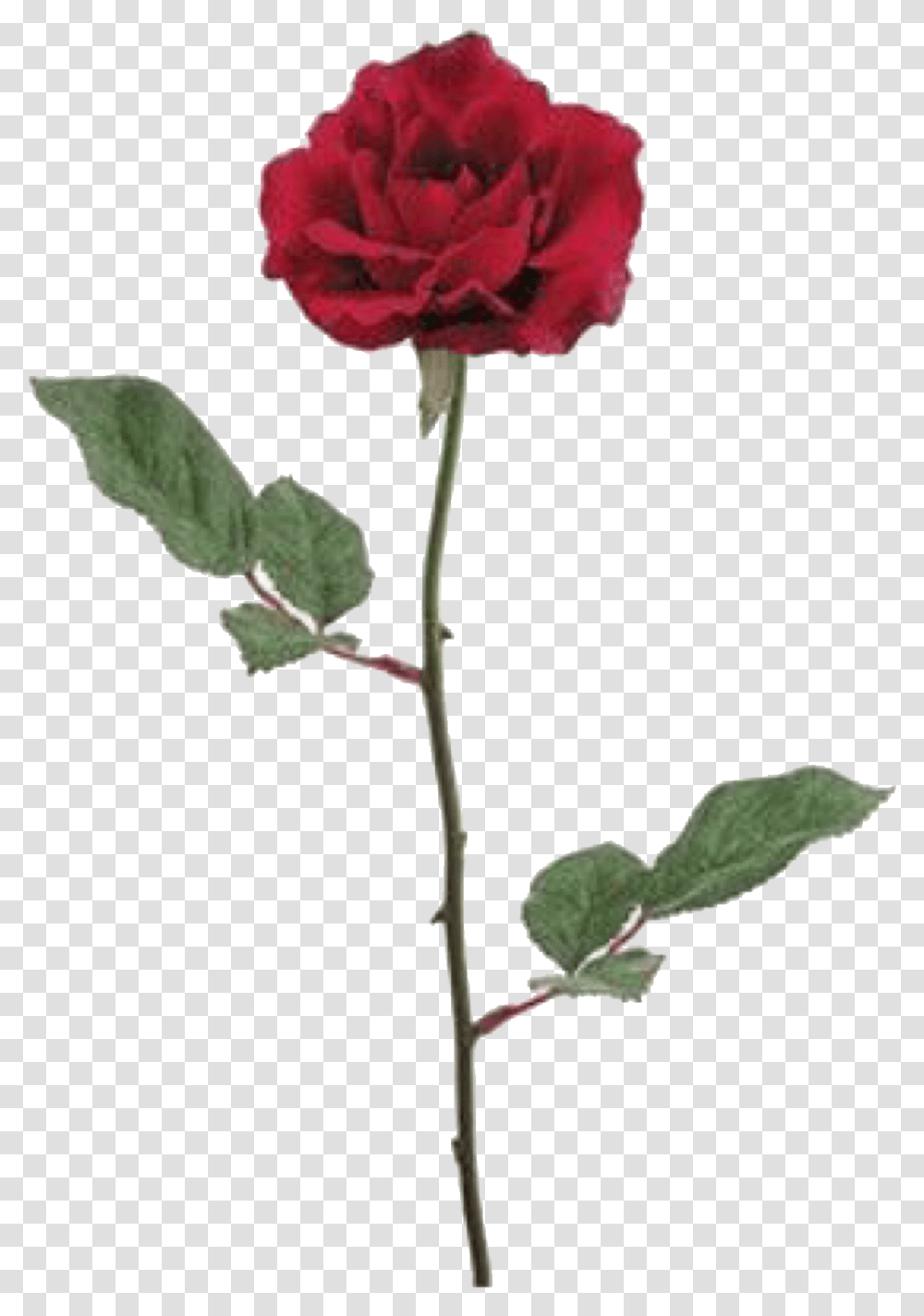 Red Roses Silk Flower, Plant, Blossom, Petal, Carnation Transparent Png