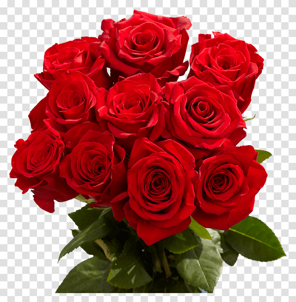 Red Roses Valentine's Day Delivery Beautiful Red Rose Flowers, Plant, Flower Bouquet, Flower Arrangement, Blossom Transparent Png