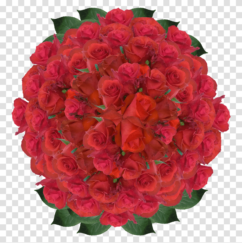 Red Roses Wholesale Blood Red Rose Flowers Order Roses Floribunda, Plant, Blossom, Flower Bouquet, Flower Arrangement Transparent Png