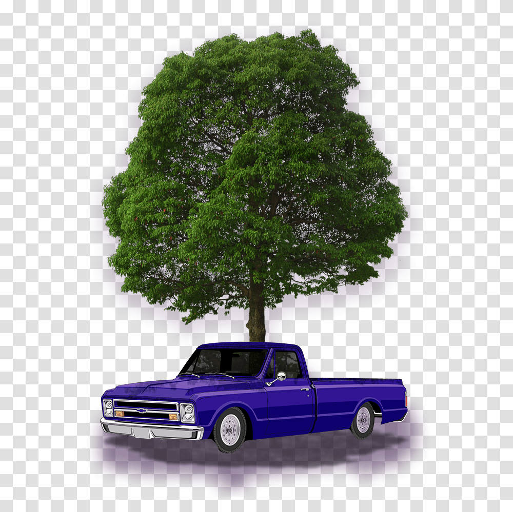 Red Sandalwood Adenanthera Pavonina, Pickup Truck, Vehicle, Transportation, Tree Transparent Png