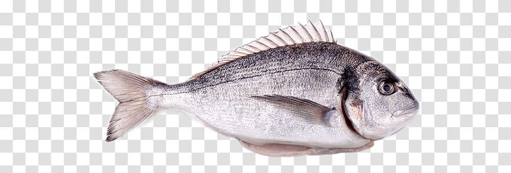 Red Seabream, Fish, Animal, Sea Life, Tuna Transparent Png