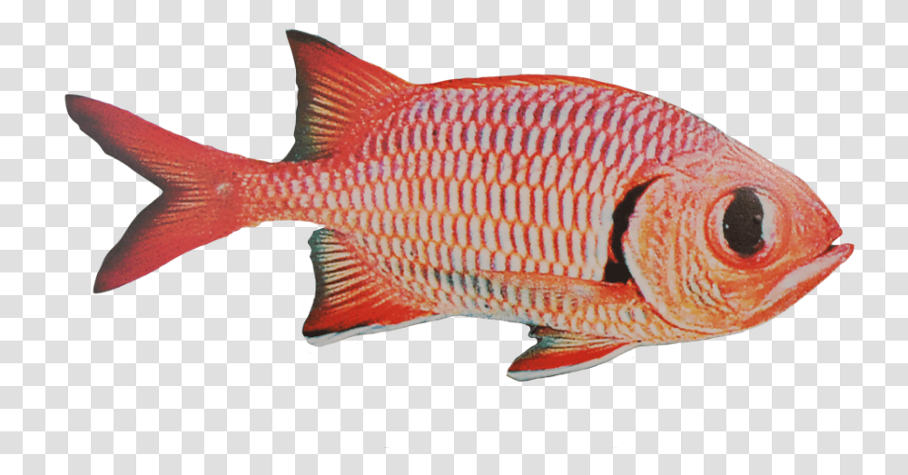 Red Snapper, Fish, Animal, Goldfish, Angelfish Transparent Png
