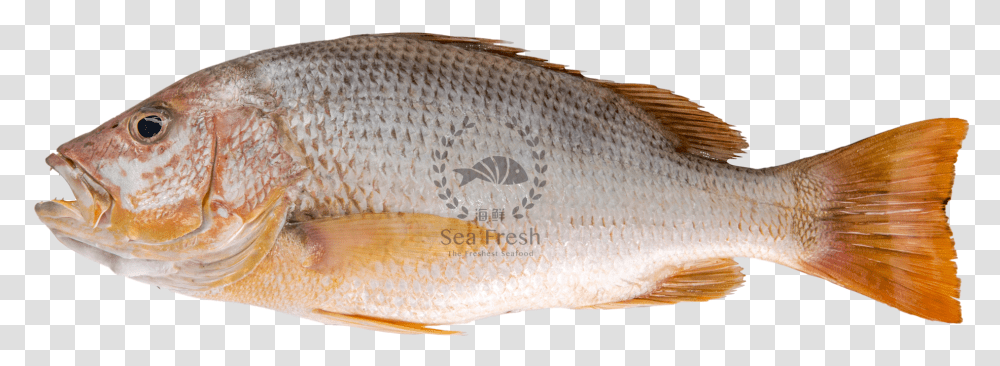 Red Snapper, Fish, Animal, Perch, Carp Transparent Png