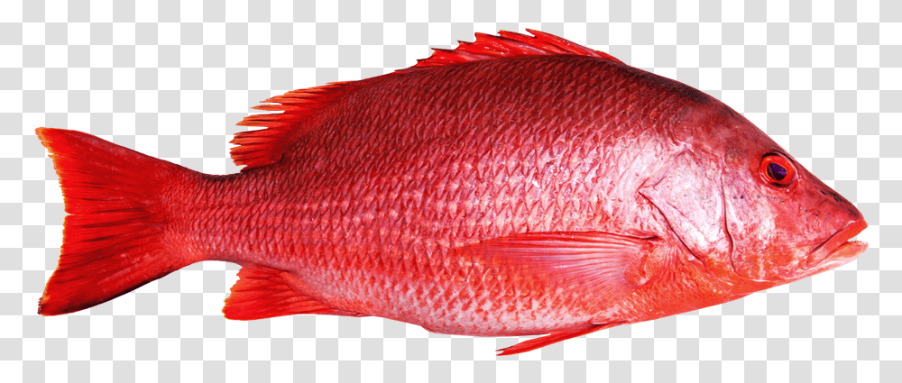Red Snapper Fish, Animal, Perch, Goldfish Transparent Png