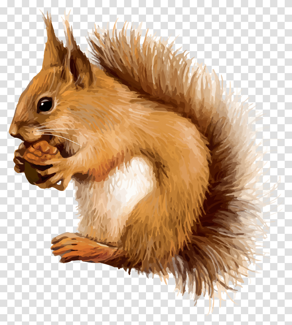 Red Squirrel Clip Art, Rodent, Mammal, Animal, Chicken Transparent Png