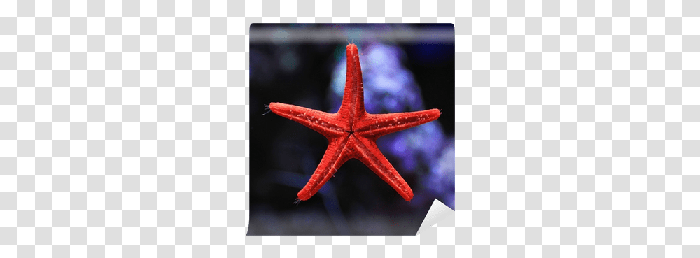 Red Star Fish Wall Mural • Pixers We Live To Change Starfish, Invertebrate, Sea Life, Animal, Cross Transparent Png