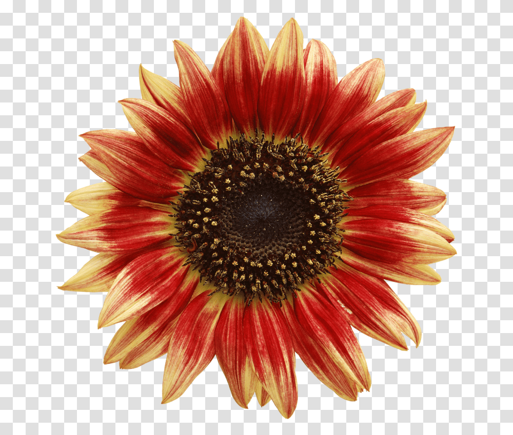 Red Sunflower, Plant, Blossom, Daisy, Daisies Transparent Png