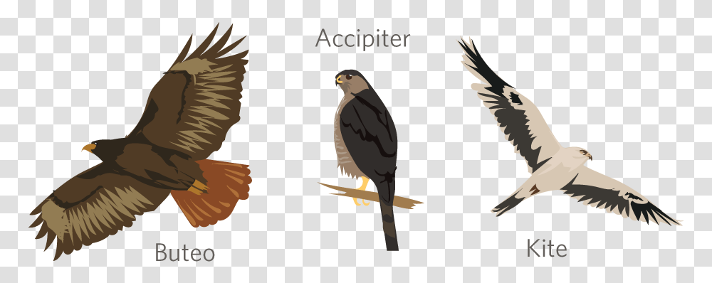 Red Tailed Hawk, Bird, Animal, Accipiter, Kite Bird Transparent Png