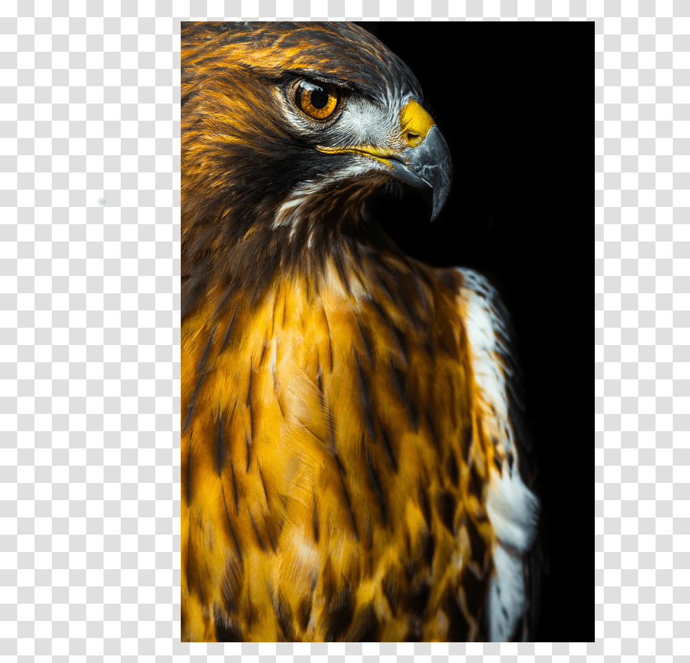Red Tailed Hawk, Bird, Animal, Buzzard, Chicken Transparent Png