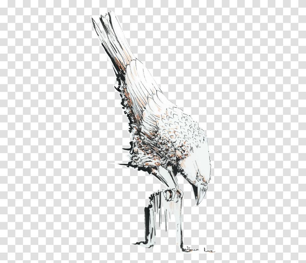 Red Tailed Hawk, Bird, Animal, Fowl, Poultry Transparent Png