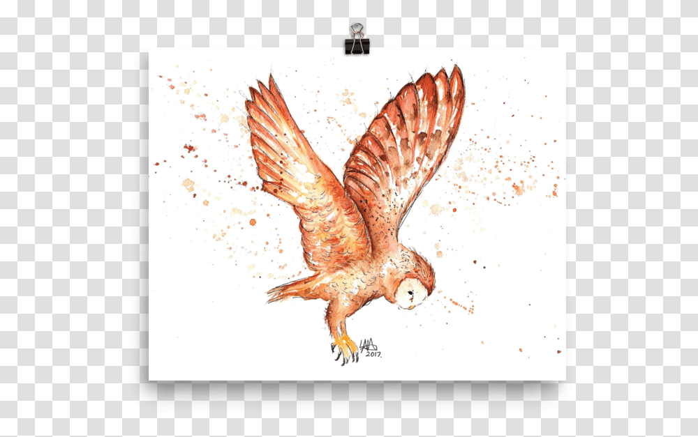 Red Tailed Hawk, Bird, Animal, Owl, Fish Transparent Png