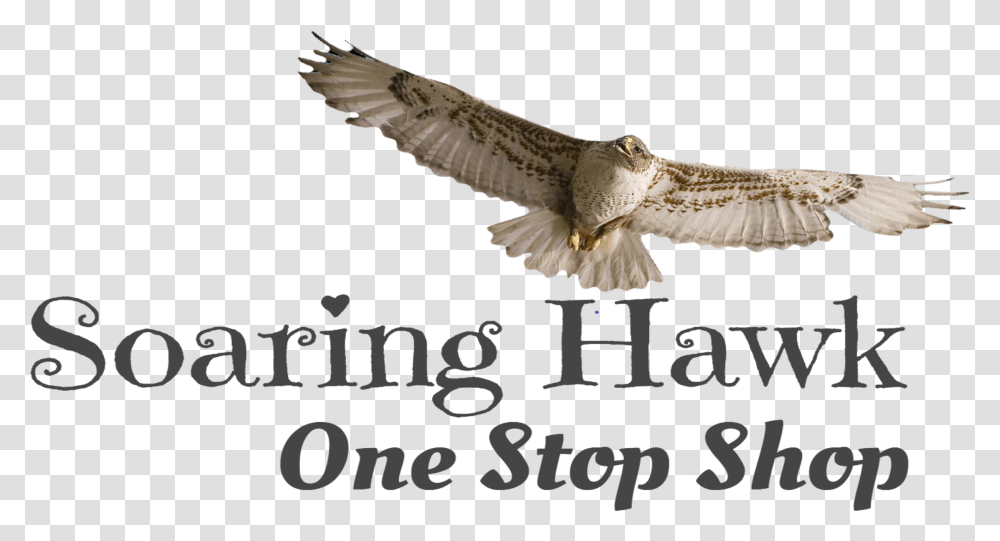 Red Tailed Hawk, Bird, Animal, Vulture, Flying Transparent Png