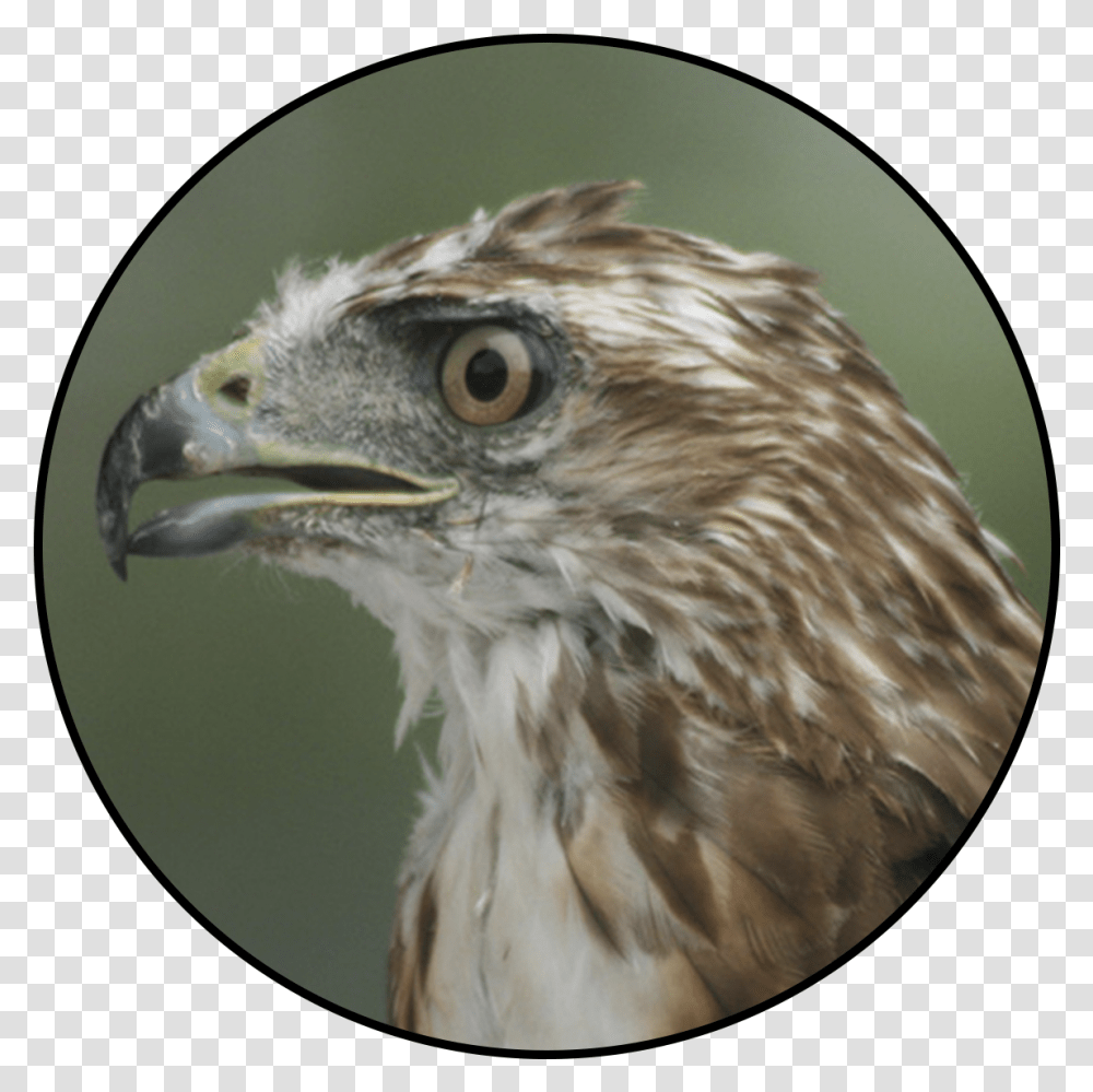 Red Tailed Hawk, Buzzard, Bird, Animal, Eagle Transparent Png