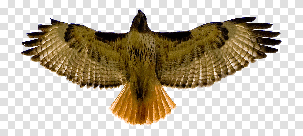 Red Tailed Hawk Clip Art, Buzzard, Bird, Animal, Kite Bird Transparent Png