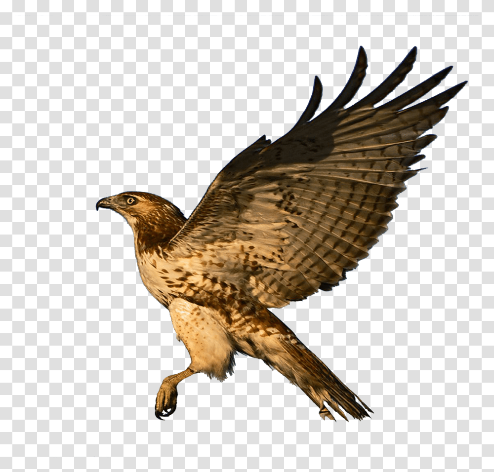 Red Tailed Hawk Clipart, Bird, Animal, Buzzard, Accipiter Transparent Png