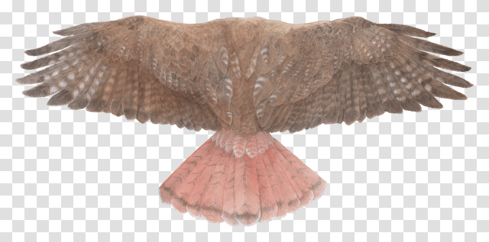 Red Tailed Hawk Top View Transparent Png