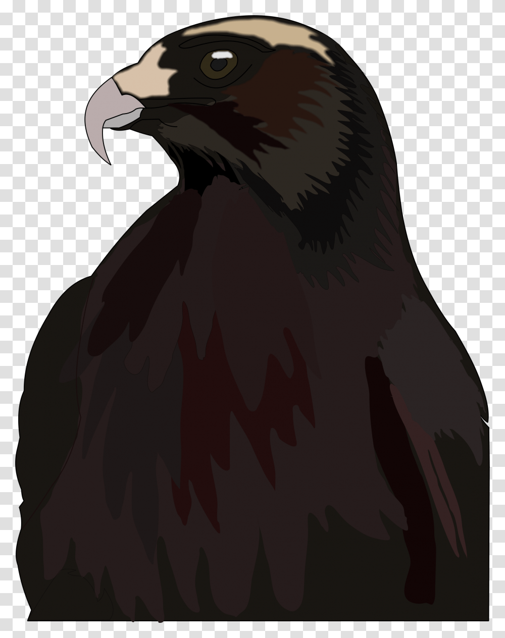 Red Tailed Hawk, Vulture, Bird, Animal, Eagle Transparent Png