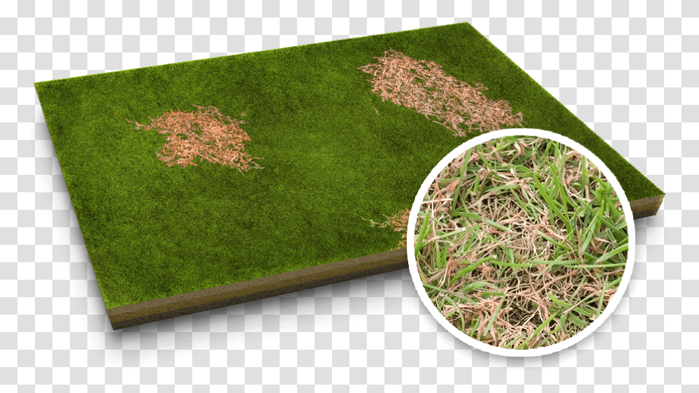 Red Thread Lawn Disease Lawn, Plant, Grass, Moss, Wheel Transparent Png
