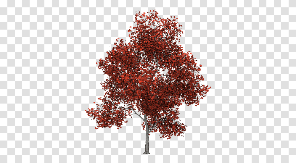 Red Tree Image Swamp Maple, Plant, Leaf Transparent Png