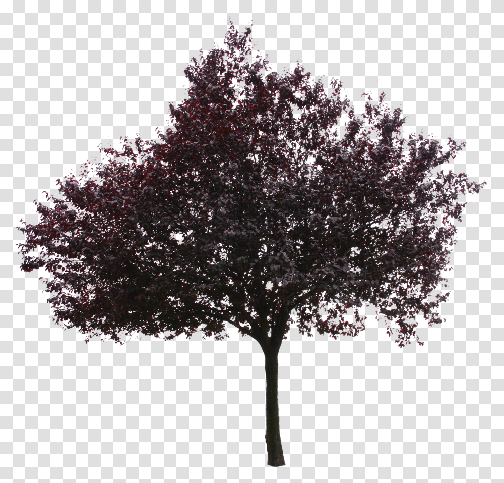 Red Tree Kayn Aac Transparent Png