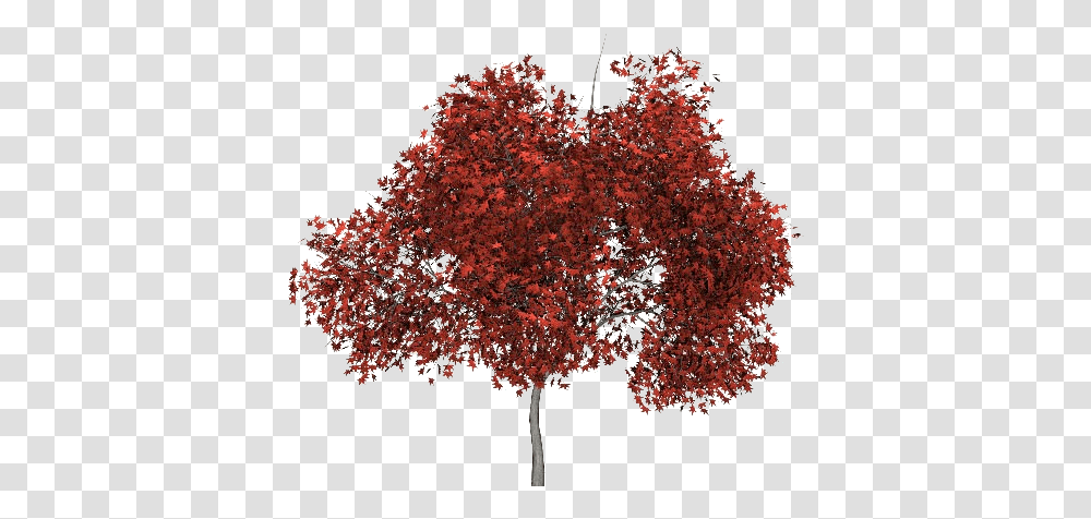 Red Tree Picture Kirmizi, Maple, Plant Transparent Png