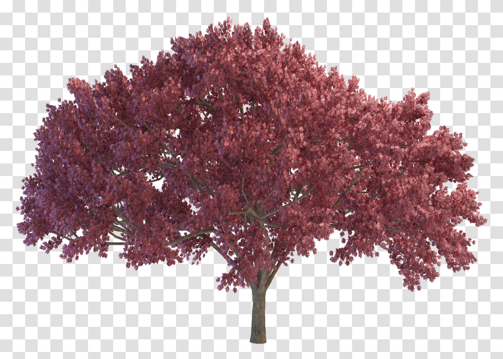 Red Tree Picture Purple Trees, Plant, Maple Transparent Png