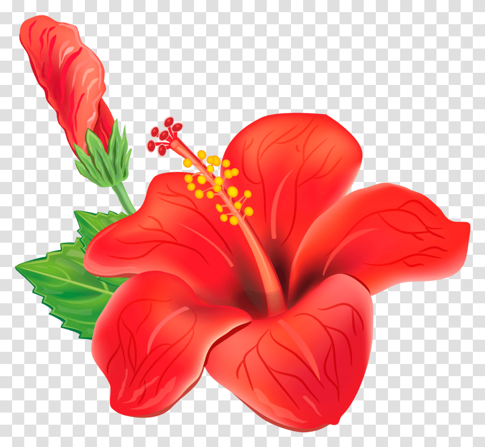 Red Tropical Flower, Plant, Hibiscus, Blossom, Rose Transparent Png