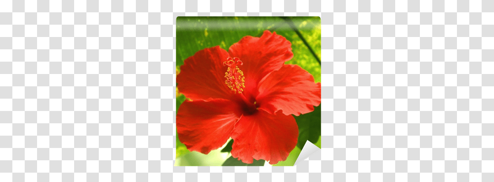 Red Tropical Flower Wall Mural • Pixers We Live To Change Fleur Tropical Rouge, Plant, Blossom, Hibiscus, Rose Transparent Png
