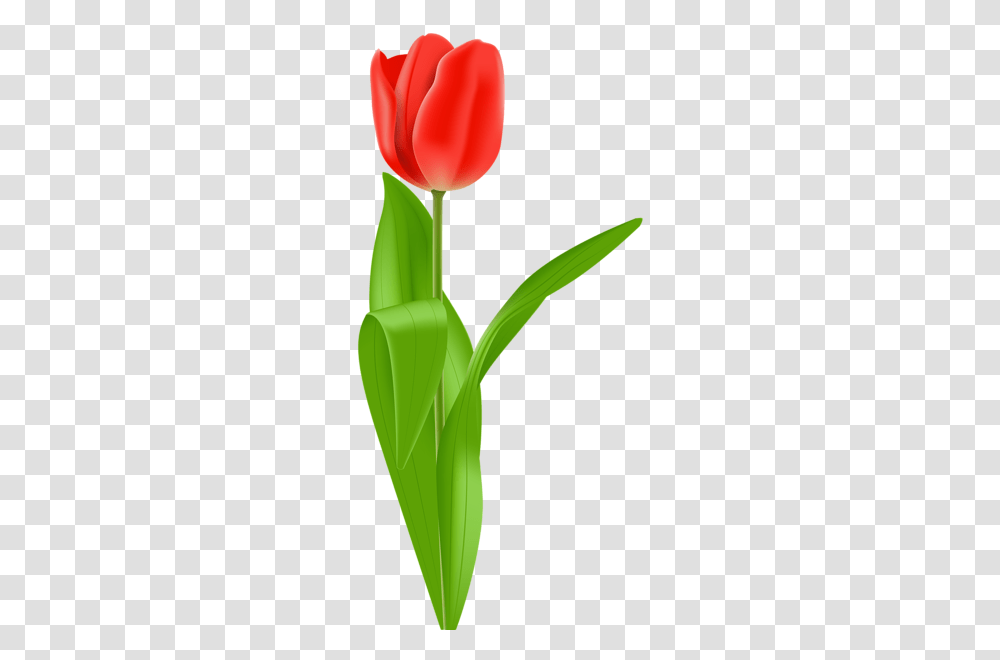 Red Tulip Clip Art Image Aa Flores Red Tulips, Plant, Flower Transparent Png