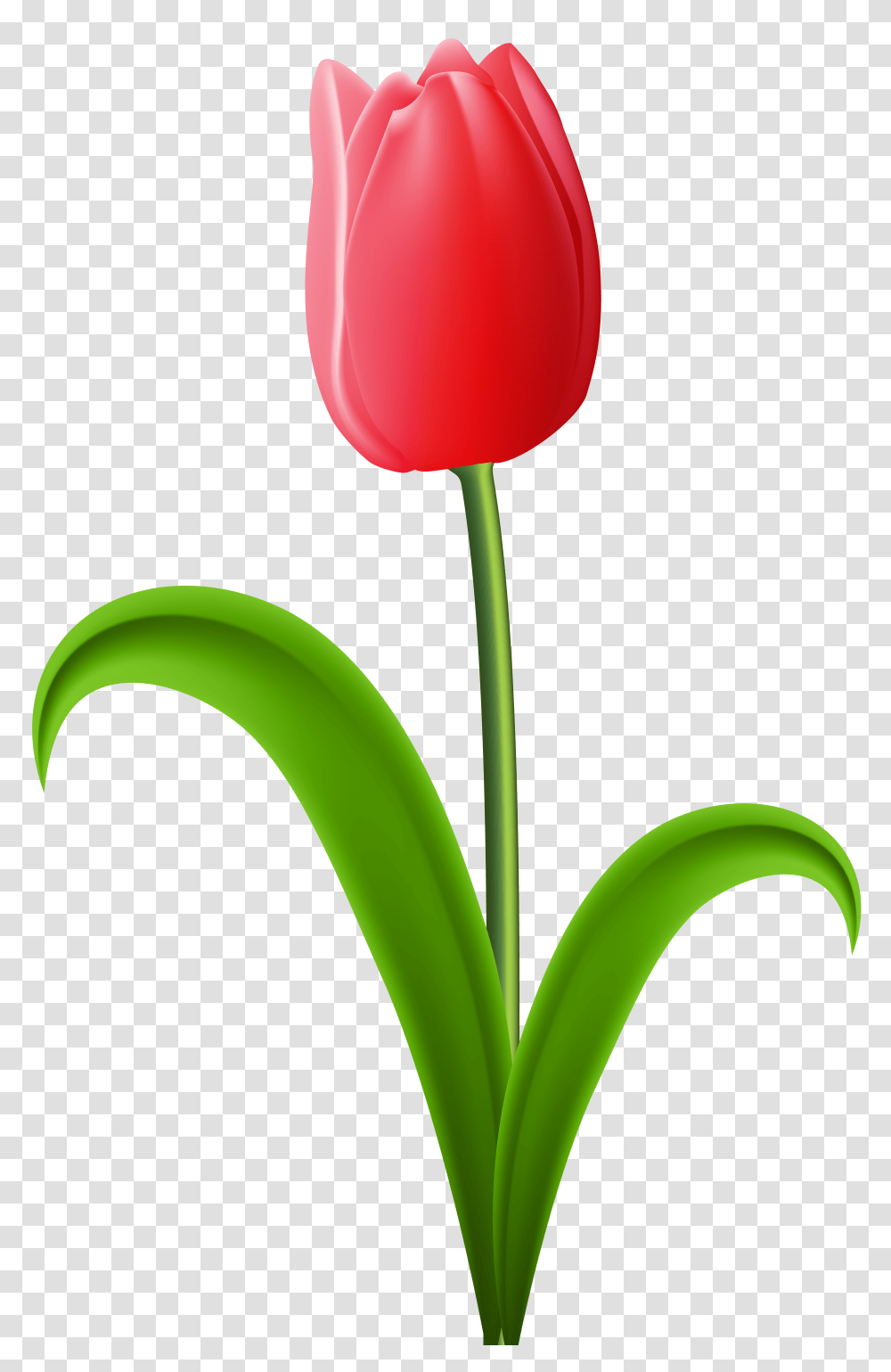 Red Tulip Clip Art, Plant, Flower, Blossom, Electronics Transparent Png