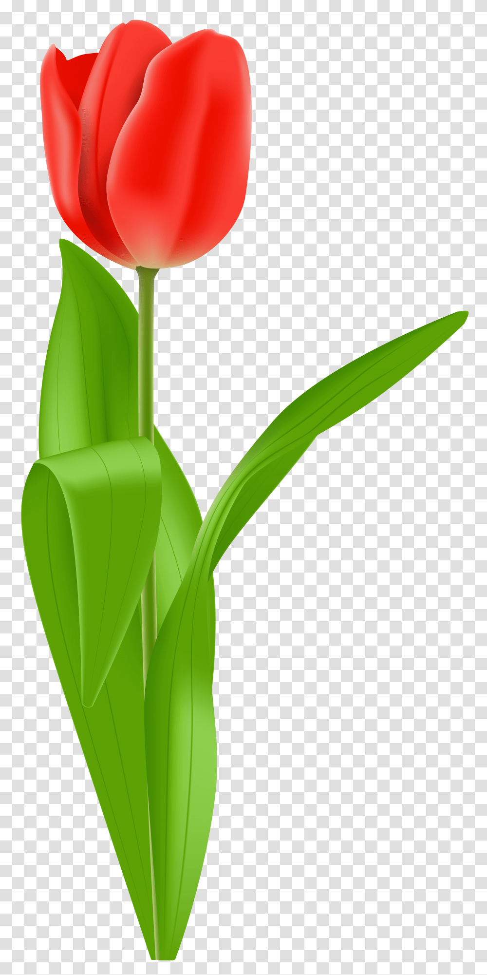 Red Tulip Clip Art, Plant, Flower, Blossom, Food Transparent Png