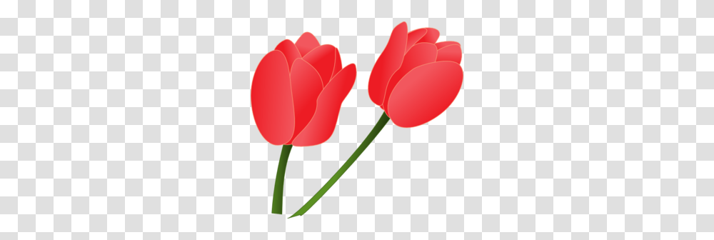 Red Tulip Clip Art, Plant, Flower, Blossom, Petal Transparent Png