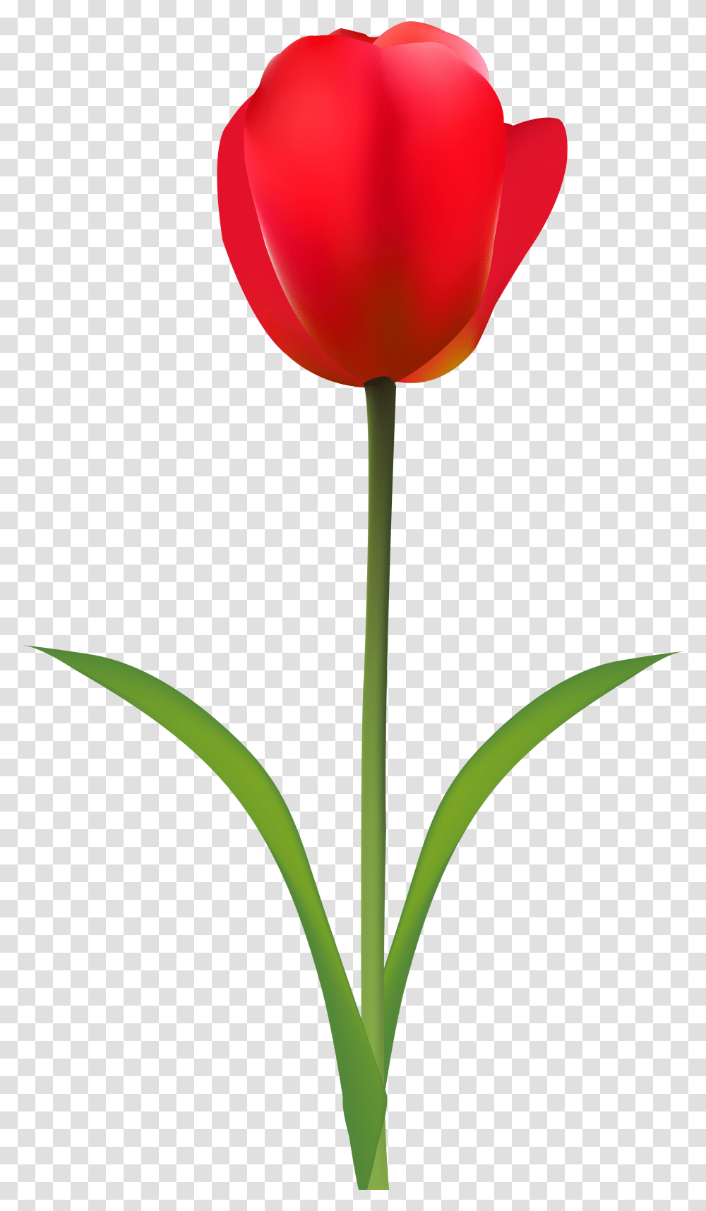 Red Tulip Clip Tulip Clipart, Plant, Flower, Blossom Transparent Png
