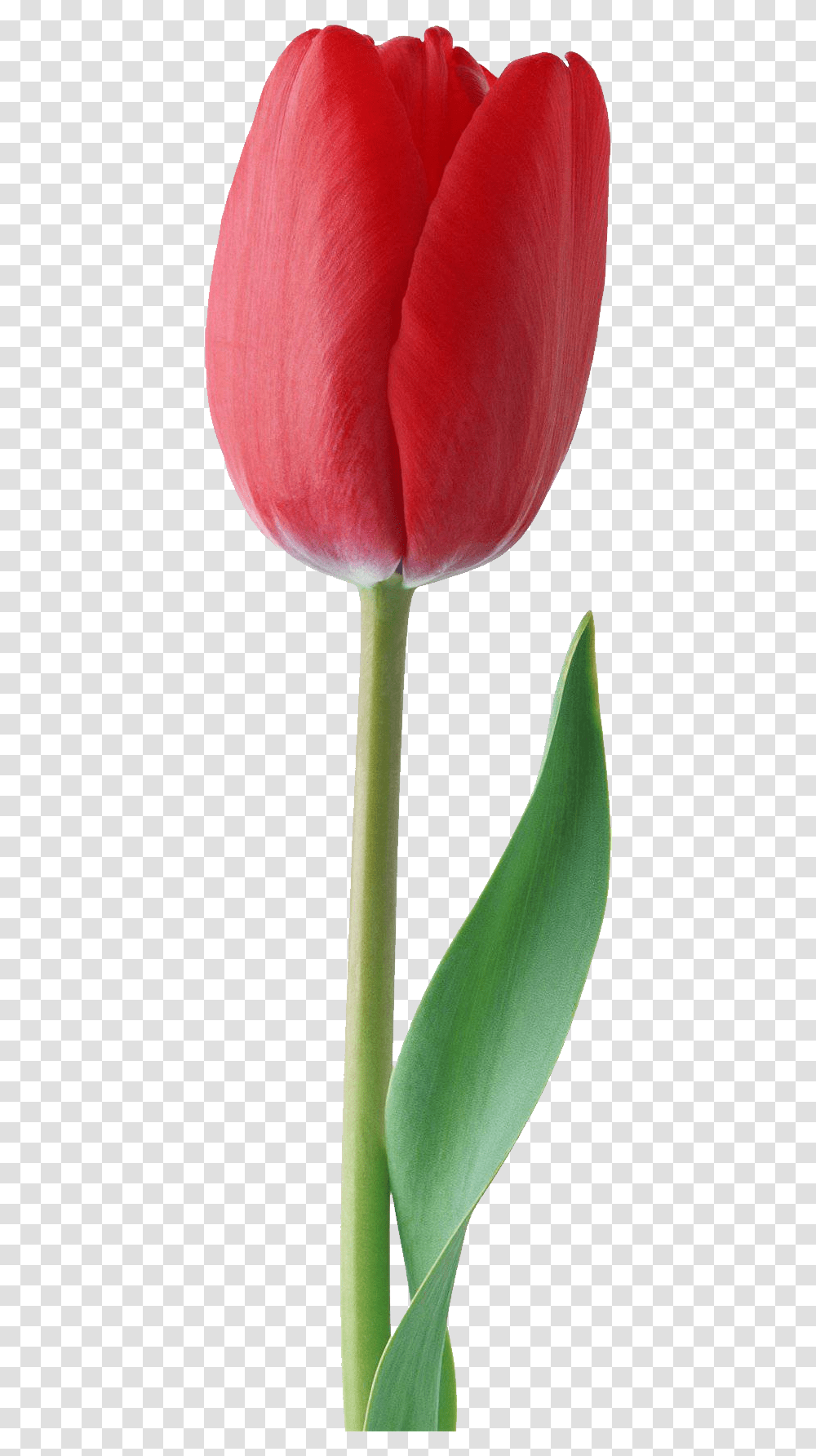 Red Tulip Image Red Tulip Flower, Plant, Blossom Transparent Png