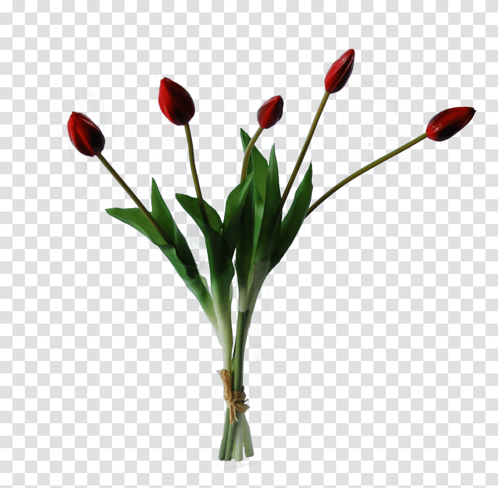 Red Tulip, Plant, Flower, Blossom, Flower Bouquet Transparent Png