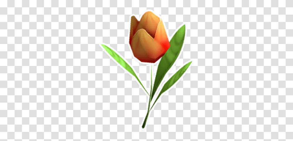 Red Tulip Tulip, Plant, Flower, Blossom, Rose Transparent Png