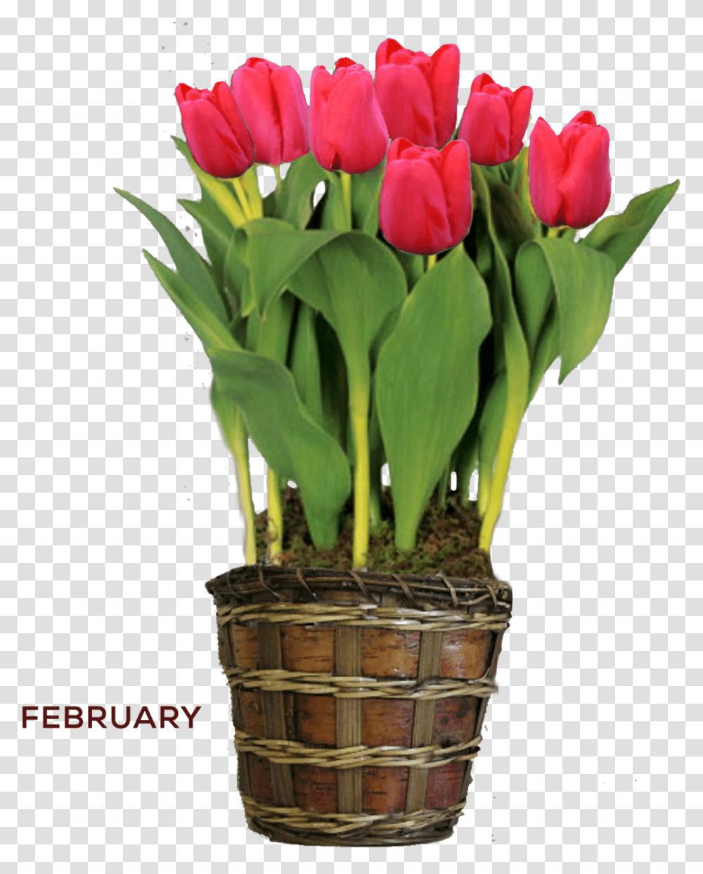 Red Tulip Yellow Tulips, Plant, Flower, Blossom, Flower Bouquet Transparent Png