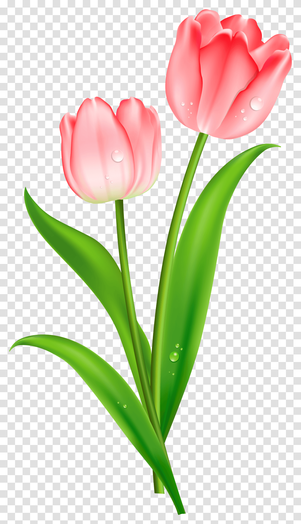 Red Tulips Clipart Single Pink Tulips Flowers, Plant, Blossom, Petal, Leaf Transparent Png
