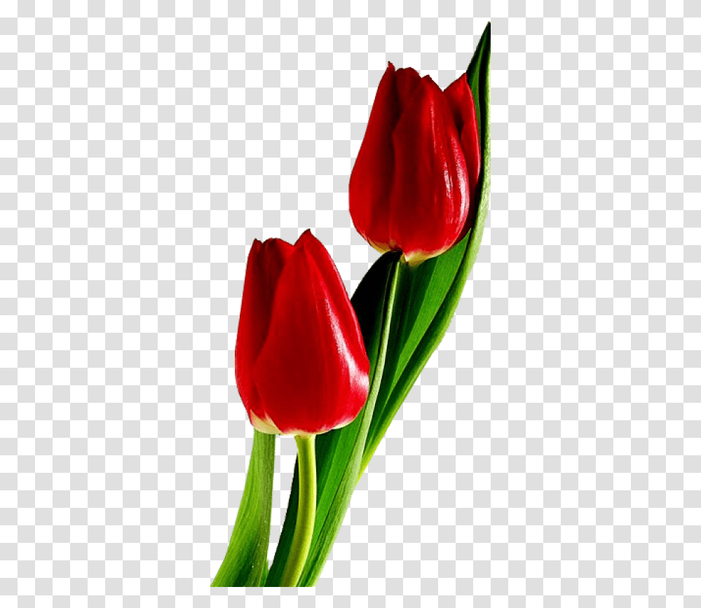 Red Tulips, Plant, Flower, Blossom, Petal Transparent Png