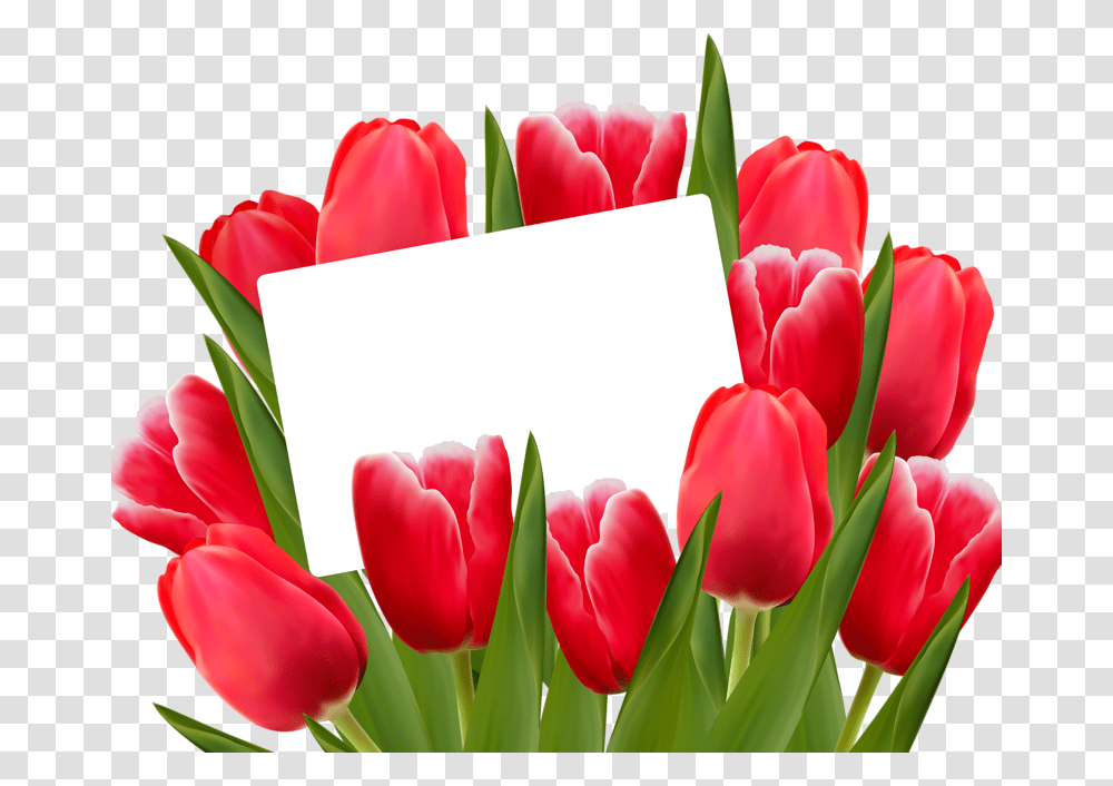 Red Tulips Spring Clip Art Red Tulips, Plant, Flower, Blossom, Petal Transparent Png