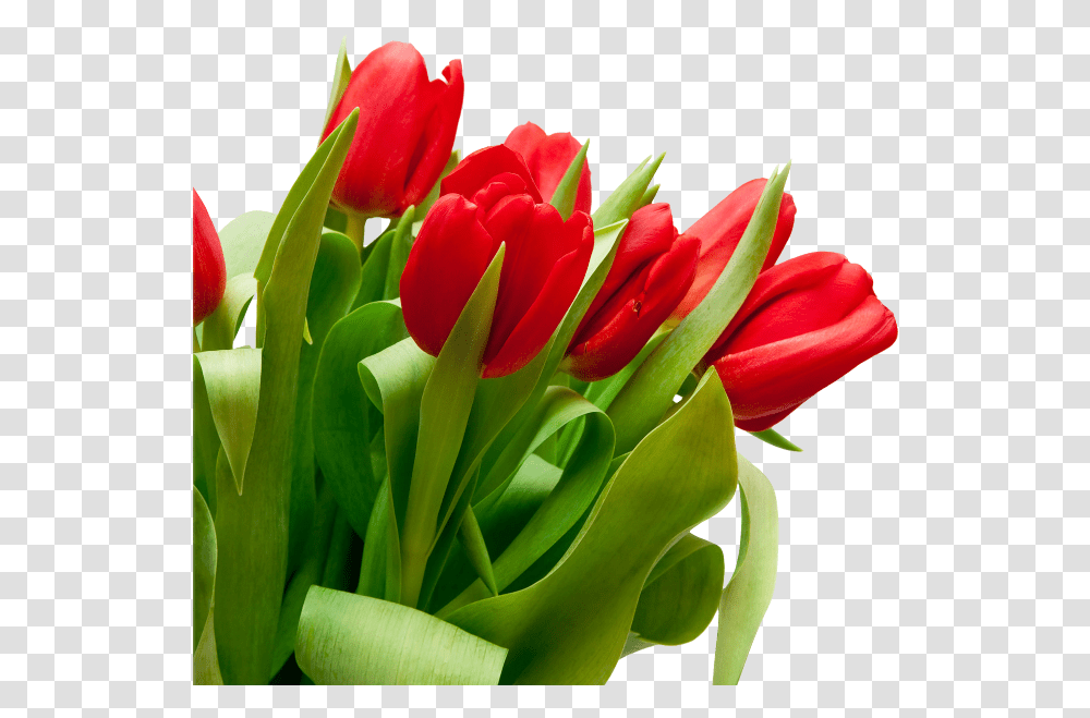 Red Tulips White Background, Plant, Flower, Blossom, Flower Bouquet Transparent Png