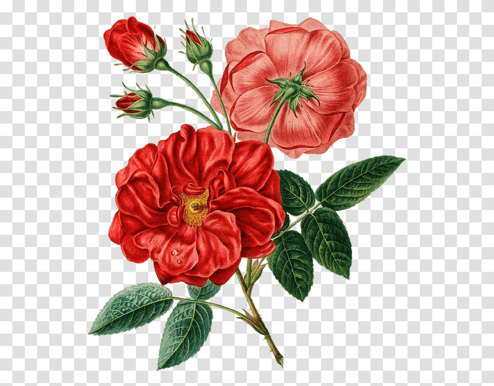 Red Vintage Flower 3 Image Vintage Flower, Plant, Blossom, Geranium, Rose Transparent Png