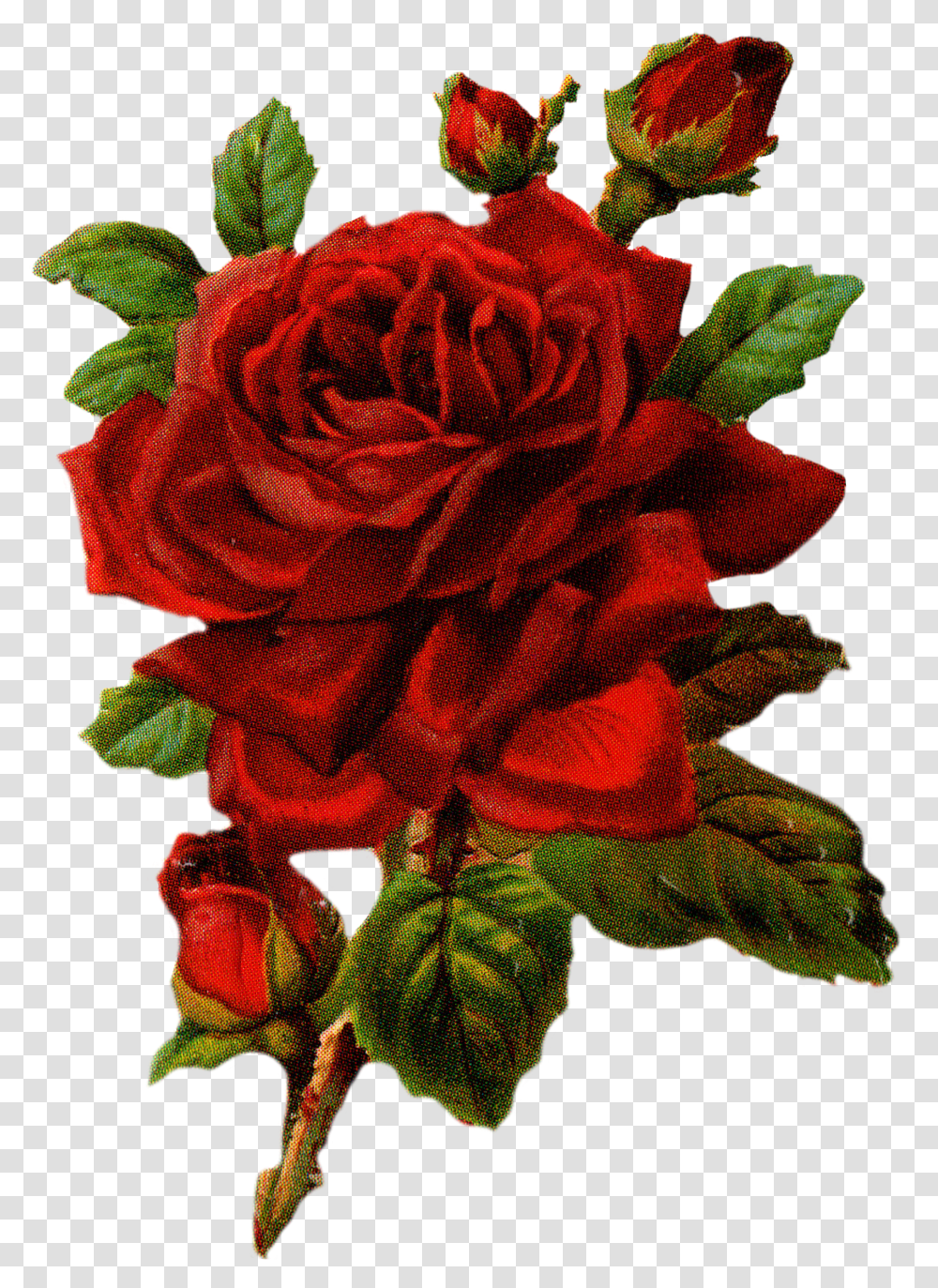 Red Vintage Rose Transparent Png