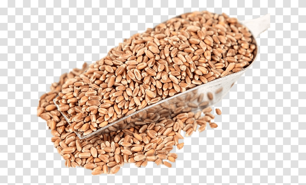 Red Wheat Whole Wheat Grain, Plant, Vegetable, Food, Fungus Transparent Png