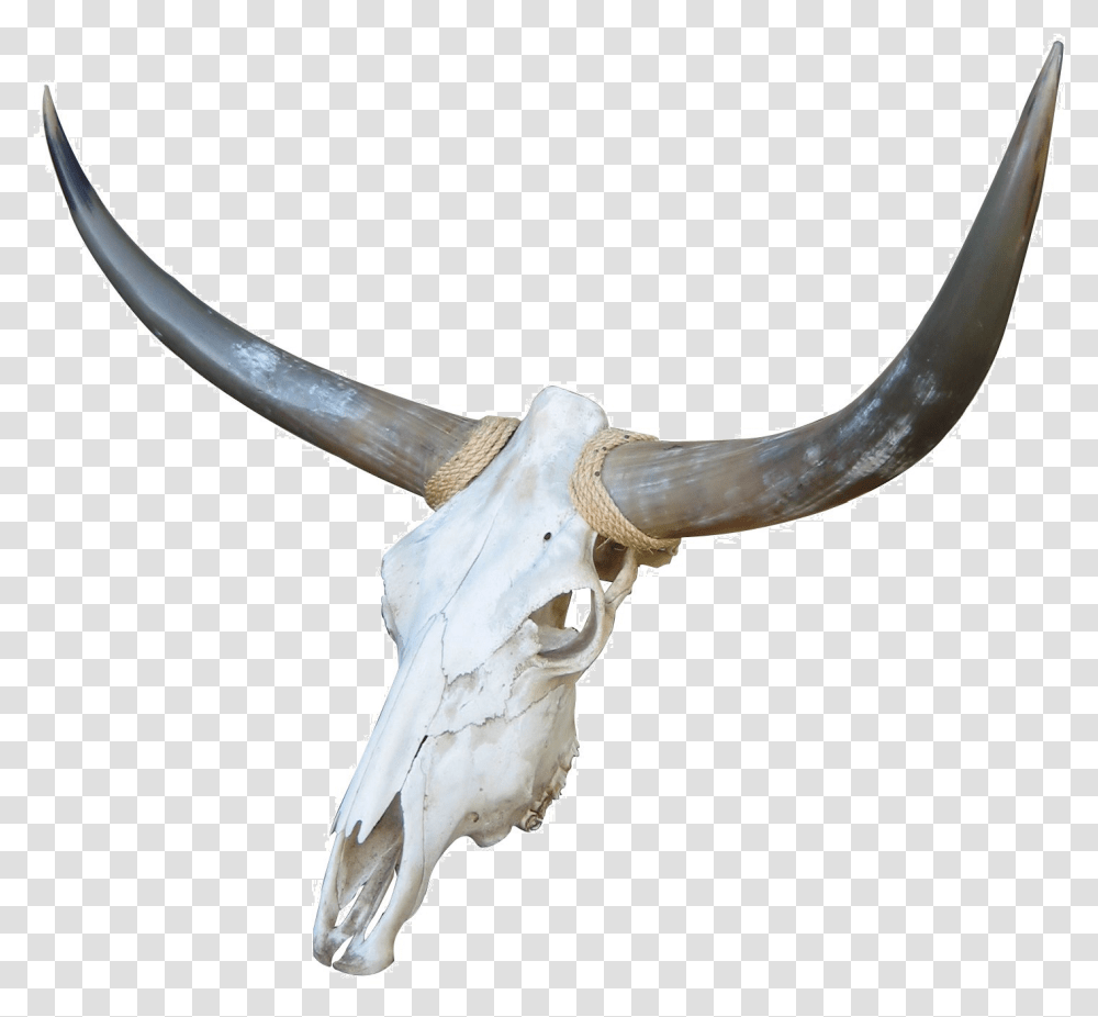 Red White And Blue Cattle Bone Goat Cow Skull, Axe, Tool, Longhorn, Mammal Transparent Png