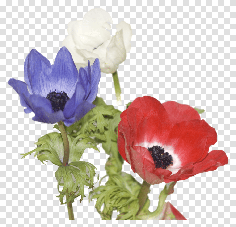 Red White And Blue Flower, Plant, Blossom, Anemone, Petal Transparent Png